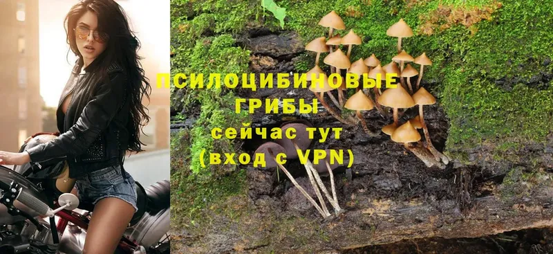 наркота  Кисловодск  Псилоцибиновые грибы Psilocybine cubensis 